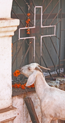Goat and Shrine